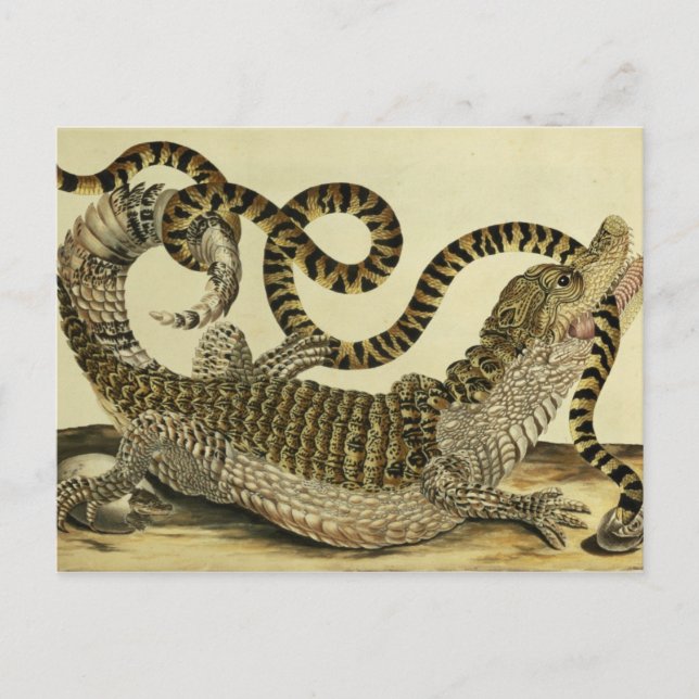 Alligator and Snake, 1730 (färgad engrave) Vykort (Framsida)