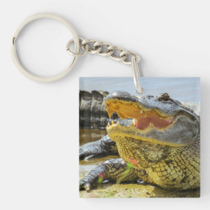 Alligator. Ansikte - till - ansikte