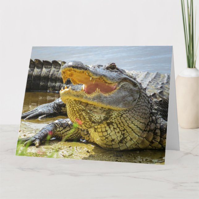 Alligator. Ansikte - till - ansikte. Kort (Framsida)