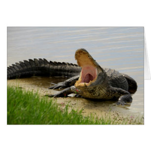 Alligator Ansikte till ansikte med dig Hälsningskort