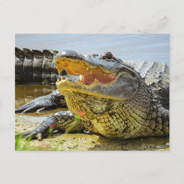 Alligator. Ansikte till ansikte Vykort (Framsida)