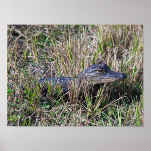 Alligator Baby Gräs Florida Sump Foto Poster