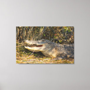 Alligator, Canaveral National Seashore, Florida Canvastryck
