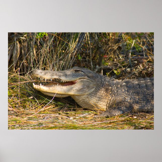 Alligator, Canaveral National Seashore, Florida Poster (Framsidan)