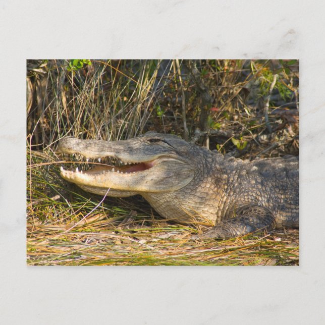 Alligator, Canaveral National Seashore, Florida Vykort (Framsida)