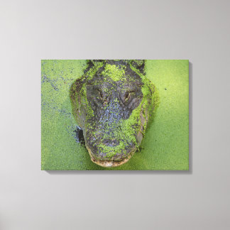 Alligator Close Photo, Wildlife Nature Prages Canvastryck