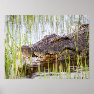 Alligator Crokodiles Wildlife Afrika Poster