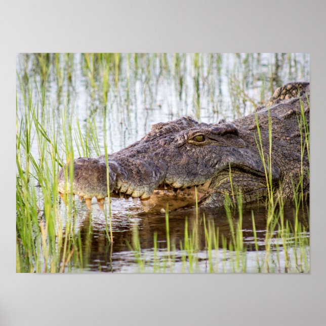 Alligator Crokodiles Wildlife Afrika Poster (Framsidan)