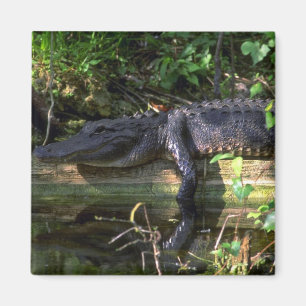 Alligator eftermiddag, Everglades, Florida Magnet