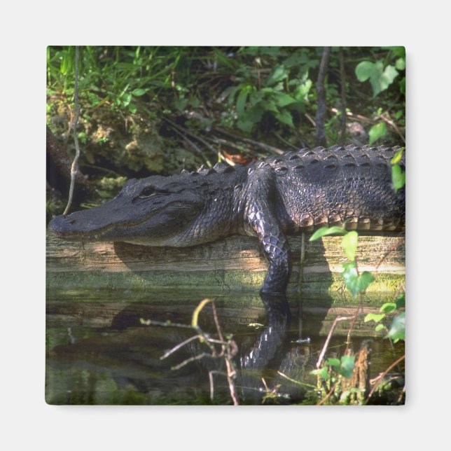 Alligator eftermiddag, Everglades, Florida Magnet (Framsidan)