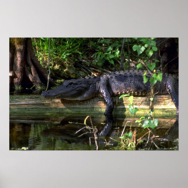 Alligator eftermiddag, Everglades, Florida Poster (Framsidan)