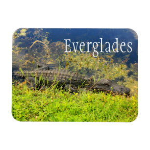 Alligator, Everglades nationalpark, Florida Magnet