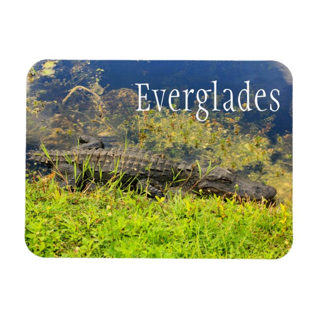 Alligator, Everglades nationalpark, Florida Magnet (Horisontell)