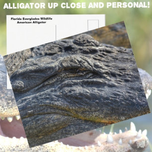 Alligator Florida Everglades Closeup Photographic Vykort