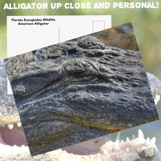 Alligator Florida Everglades Closeup Photographic Vykort (Skapare uppladdad)
