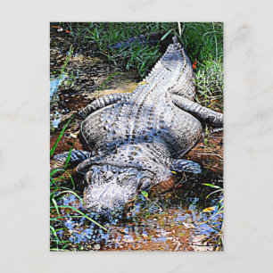 Alligator (Florida, Louisiana och Mississippi) Vykort