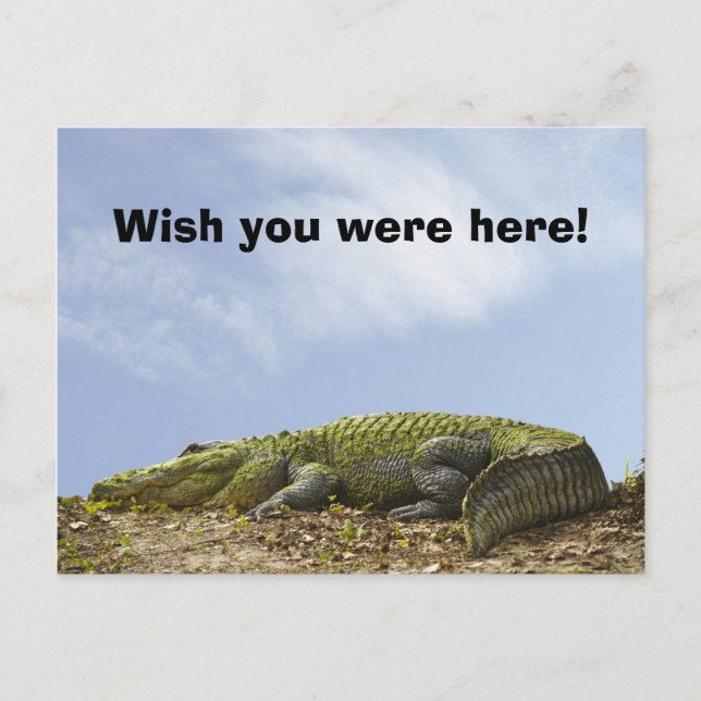 Alligator Florida Sol Photo "Wish you was here" Vykort (Framsida)