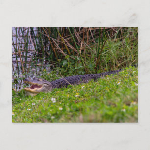 Alligator Florida Wetlands Photograph Vykort