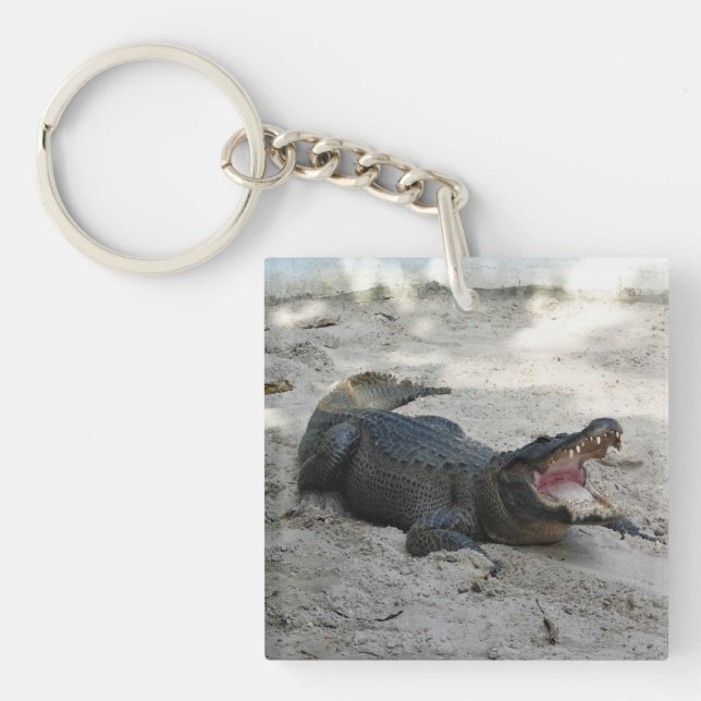 Alligator, Fort Lauderdale, Florida (Framsidan)