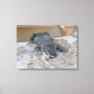 Alligator, Fort Lauderdale, Florida Canvastryck