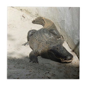 Alligator, Fort Lauderdale, Florida Kakelplatta