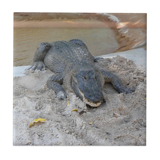 Alligator, Fort Lauderdale, Florida Kakelplatta (Framsidan)