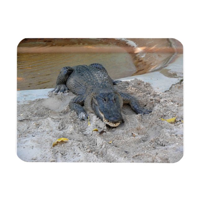 Alligator, Fort Lauderdale, Florida Magnet (Horisontell)
