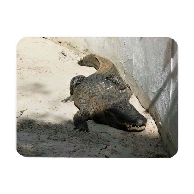 Alligator, Fort Lauderdale, Florida Magnet (Horisontell)
