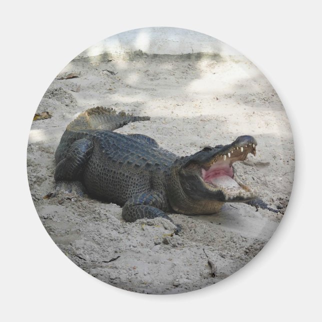 Alligator, Fort Lauderdale, Florida Magnet (Framsidan)