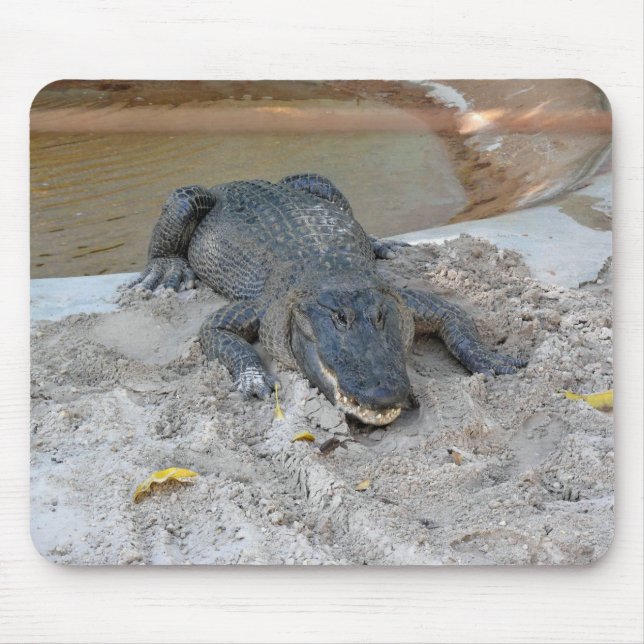 Alligator, Fort Lauderdale, Florida Musmatta (Framsidan)