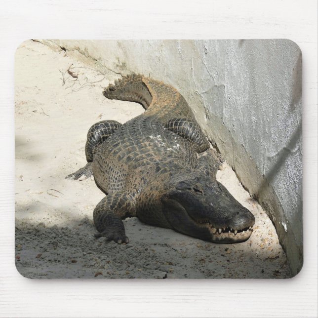 Alligator, Fort Lauderdale, Florida Musmatta (Framsidan)