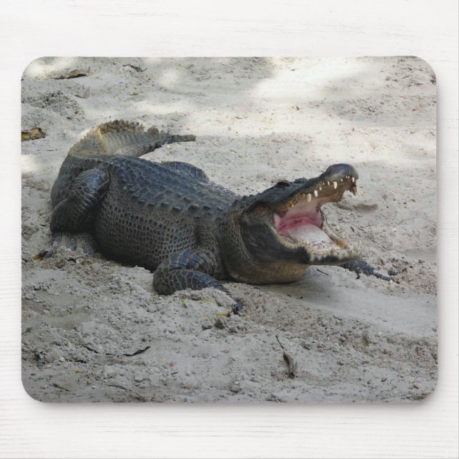 Alligator, Fort Lauderdale, Florida Musmatta (Framsidan)