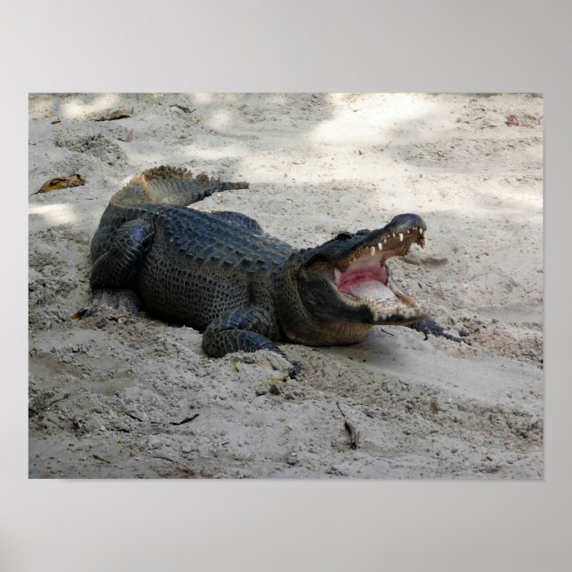 Alligator, Fort Lauderdale, Florida Poster (Framsidan)