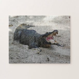Alligator, Fort Lauderdale, Florida Pussel