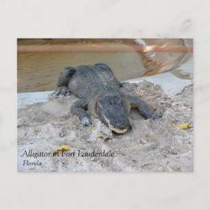 Alligator, Fort Lauderdale, Florida Vykort