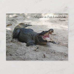 Alligator, Fort Lauderdale, Florida Vykort