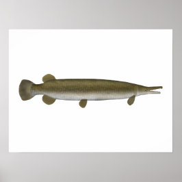Alligator Gar Poster