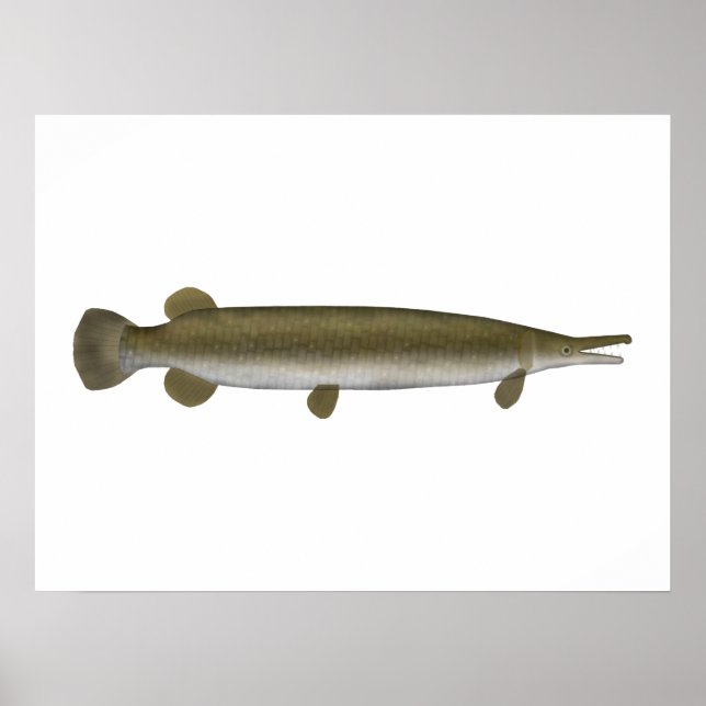 Alligator Gar Poster (Framsidan)