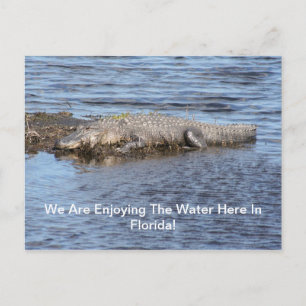 Alligator Gator Vykort