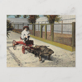 Alligator Go-Cart vykort