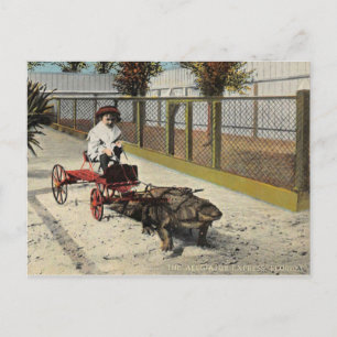 Alligator Go-Cart vykort