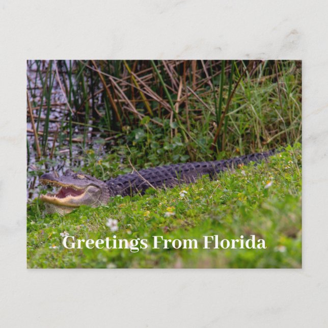 Alligator Hälsning från Florida Personalize Vykort (Framsida)