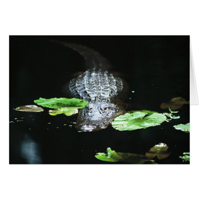 Alligator Hälsningskort (Framsidan Horizontal)