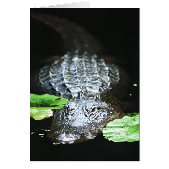 Alligator Hälsningskort (Framsidan)