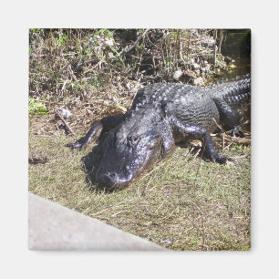 Alligator hänger ut på Everglades Magnet