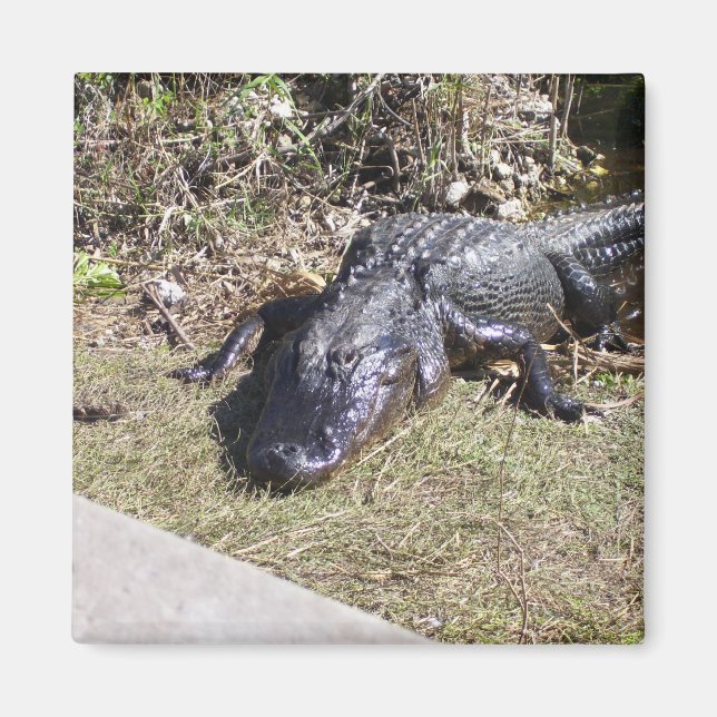 Alligator hänger ut på Everglades Magnet (Framsidan)