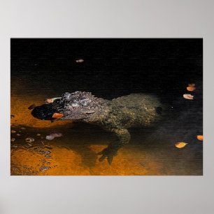 Alligator Himlar Poster