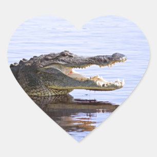 Alligator Hjärtformat Klistermärke