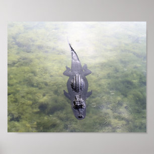 Alligator i Blue Hål, Big Gräs Nyckel, Florida Poster
