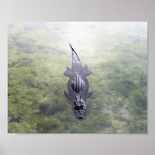 Alligator i Blue Hål, Big Gräs Nyckel, Florida Poster (Framsidan)